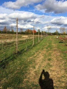 one side of the deer fence